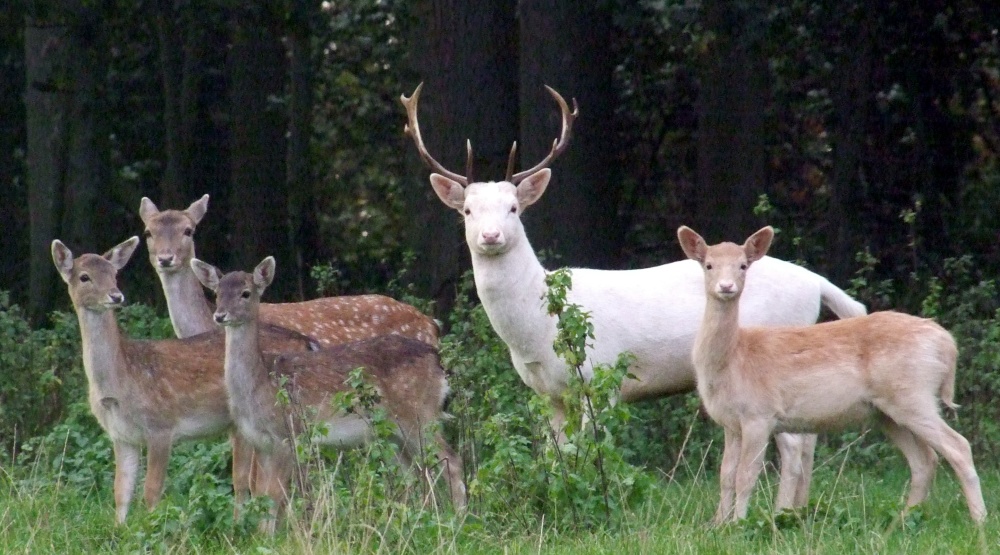 Photograph of Watchers in the wood