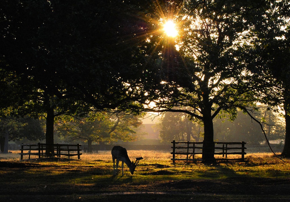 Bradgate Park Deer, Leicestershire
