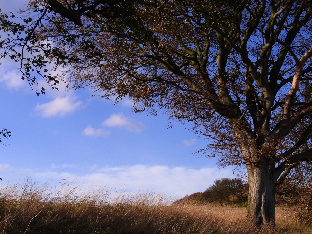 Autumn tree, Burdale