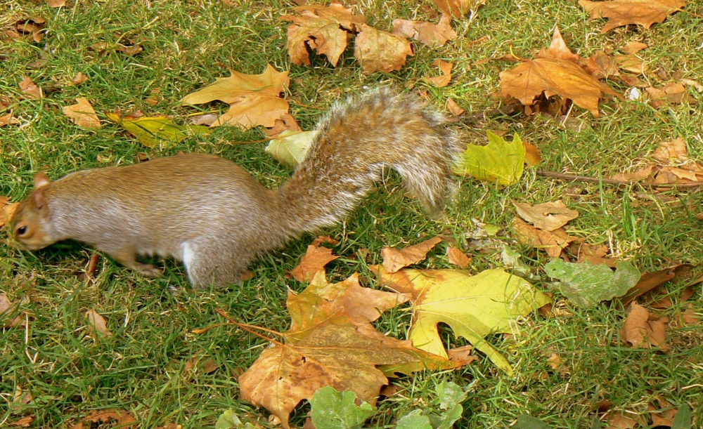 Squirrel in St James Park