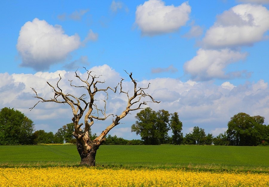 Trees and Oil Seed Rape