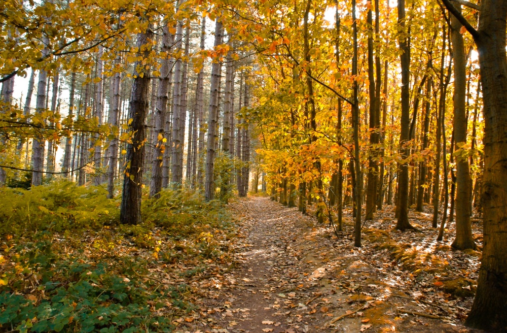 Photograph of Sherwood Forest near Worksop