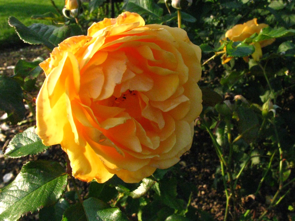 Photograph of Rose 'Amber Queen'