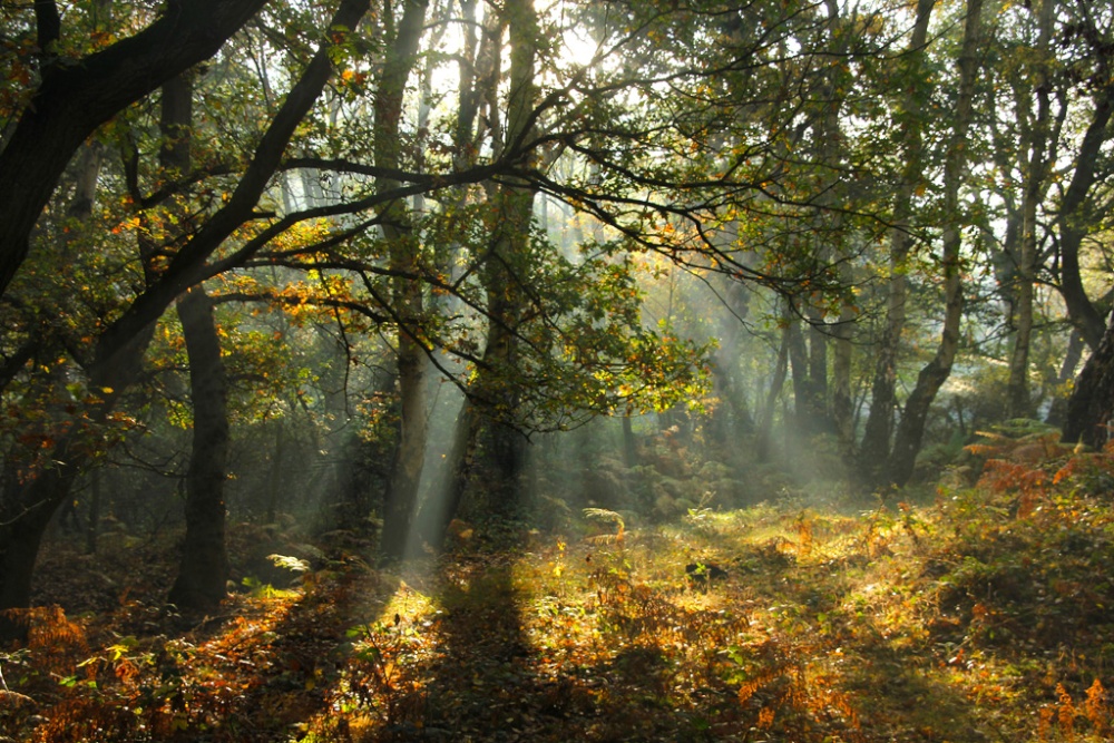 Autumn Light 1 photo by John Godley