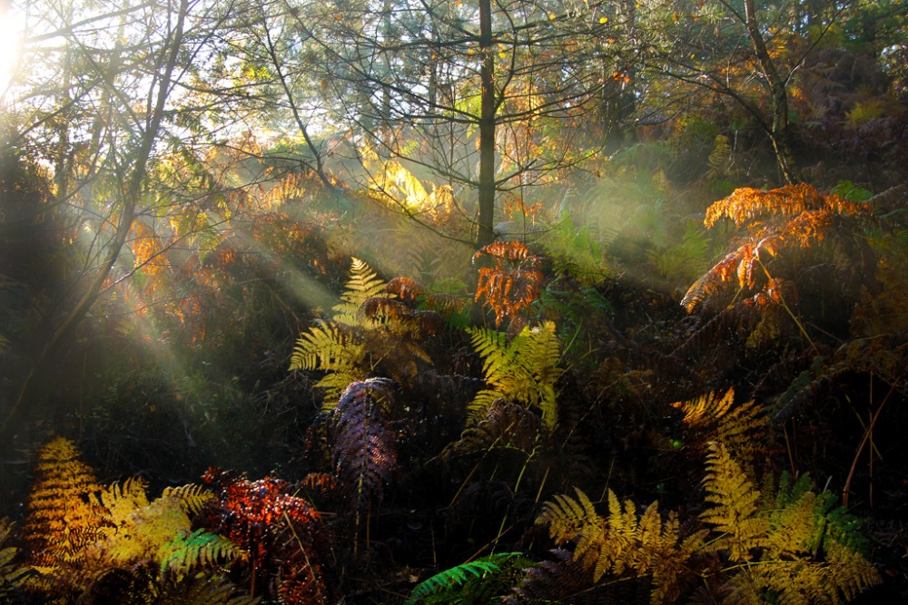Autumn Light 7 photo by John Godley