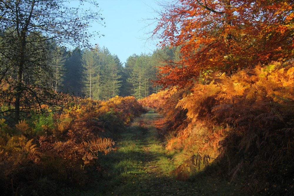 Heart of the Forest 3 photo by John Godley