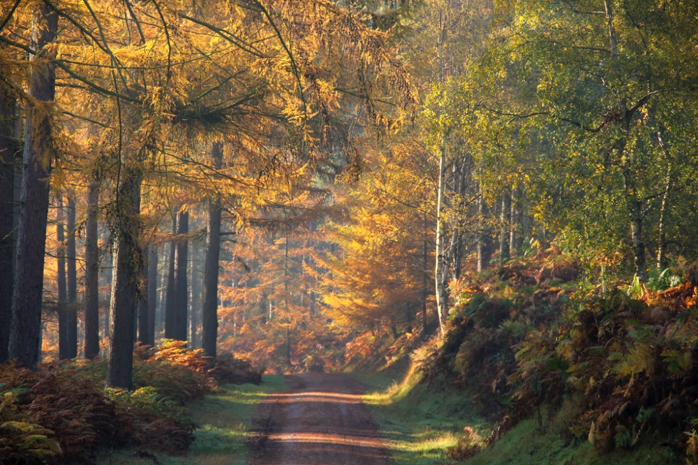 Heart of the Forest  6