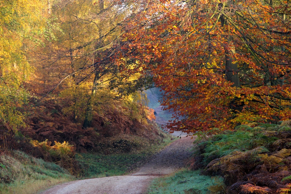 Heart of the Forest 5