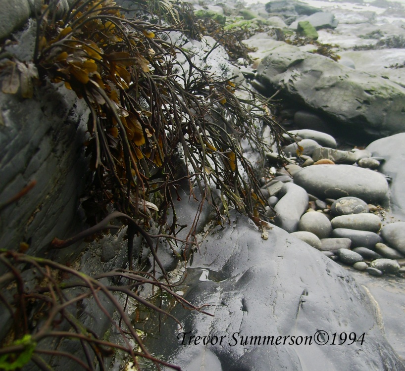 Photograph of Sea weed salad