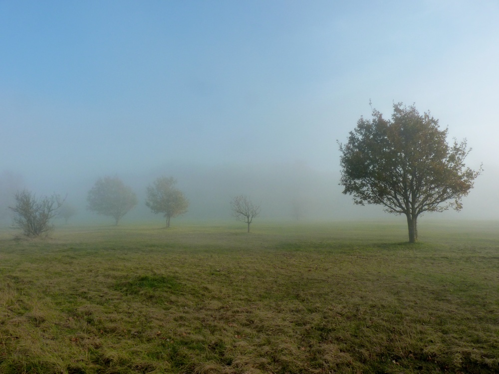 Trees In The Mists Of Time