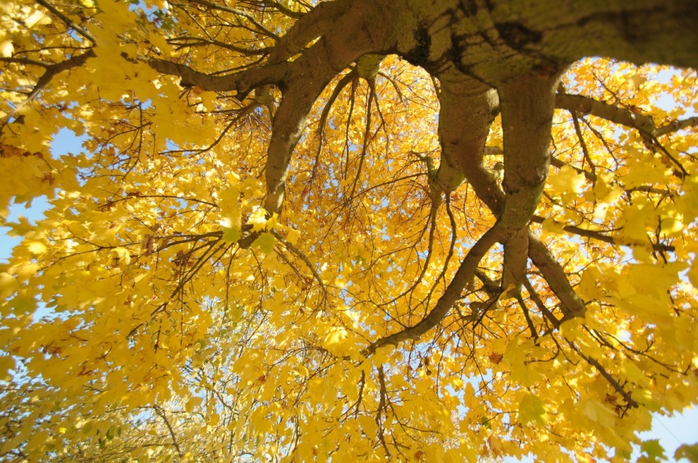 Photograph of Autumn Leaves in Bicester Churchyard, Oxfordshire