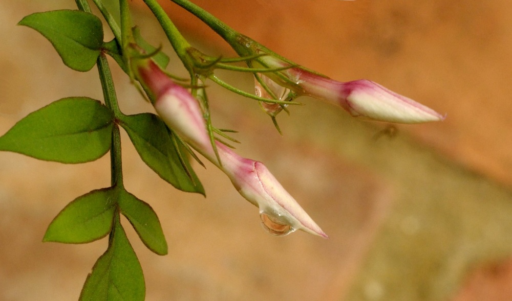 November Japonica buds, Steeple Claydon, Bucks.