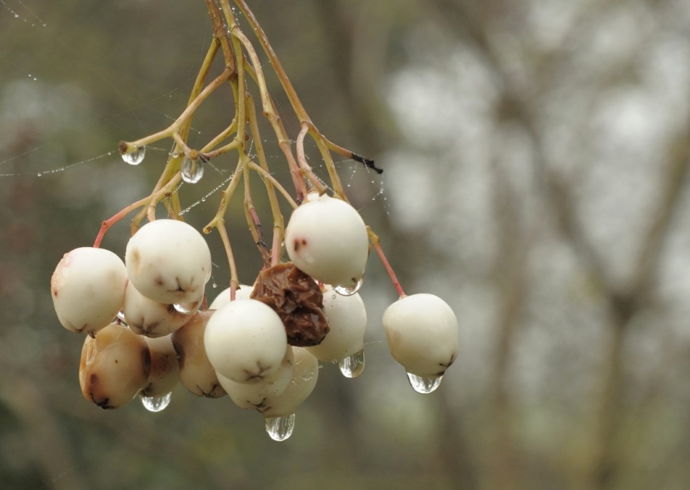 Berries in suspense, Hillesden, Bucks