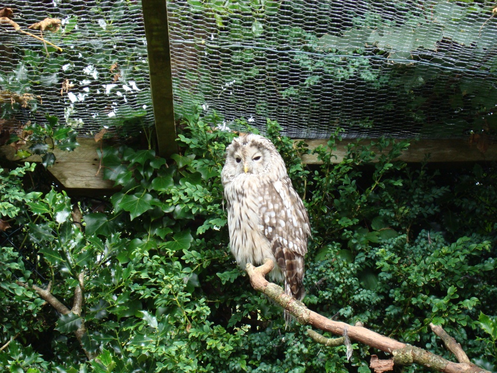 Muncaster Castle, World Owl Centre