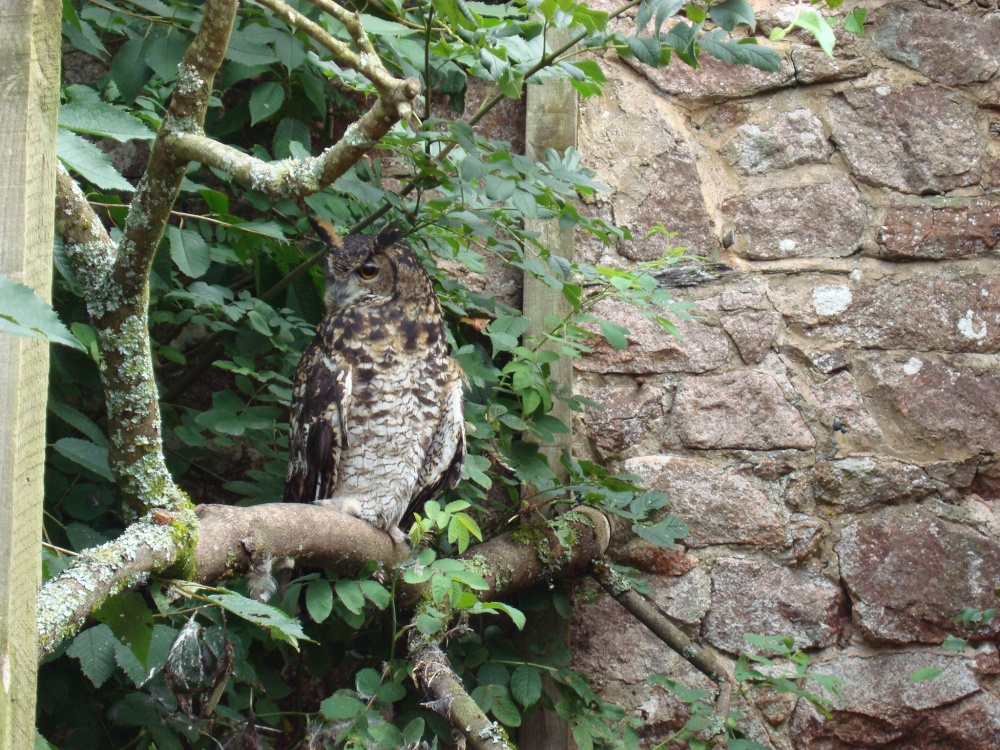 Muncaster Castle, World Owl Centre