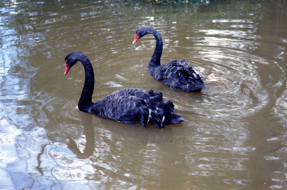 Photograph of Black Swans visit Brotherswater