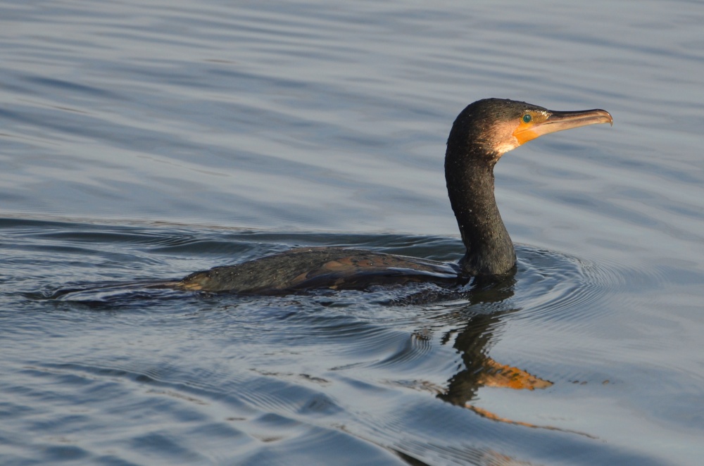 Cormorant