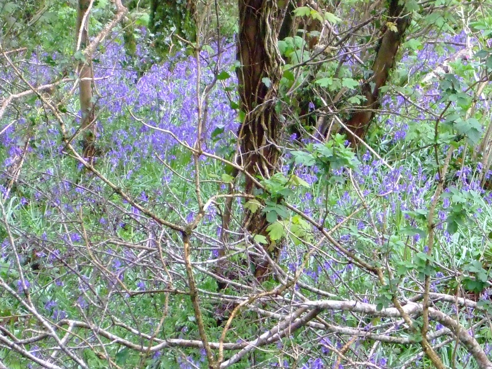 Bluebell time in the Luxulyan Valley