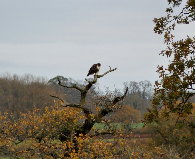 Buzzard