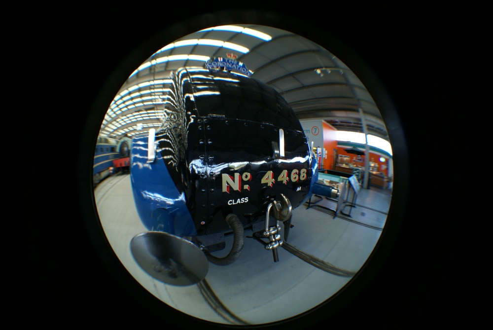 Mallard after working out