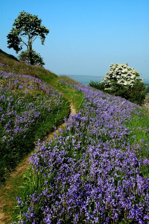 Footpath through the Bluebells