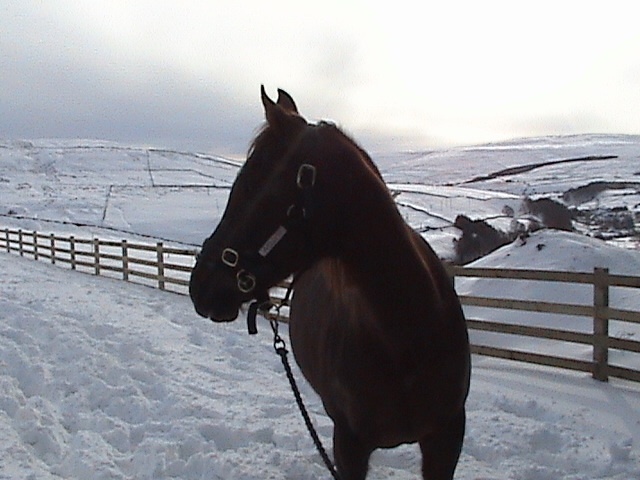'Spike' at Dale Farm - Cowshill