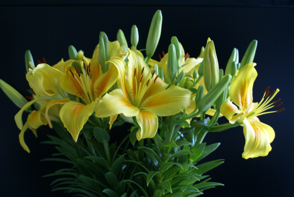 Pictures of Spennymoor, County Durham, England England Photography