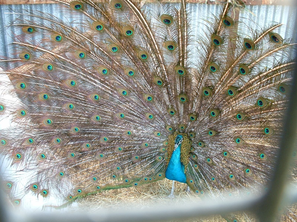 Proud display Peacock photo by Jack Matthews