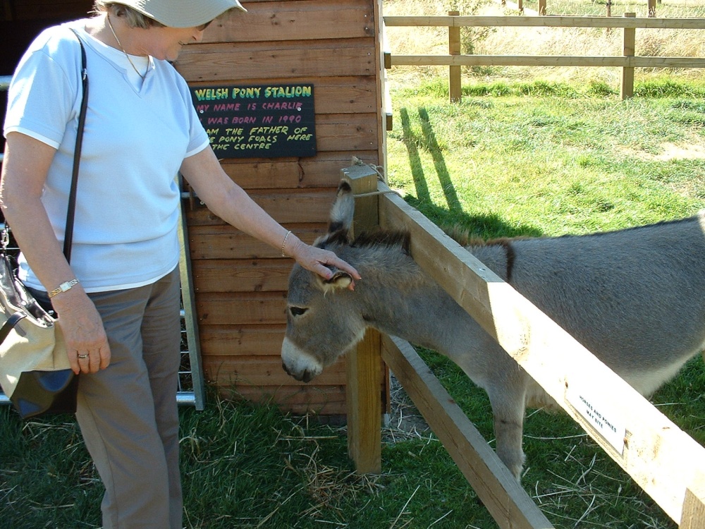 Donkey photo by Jack Matthews