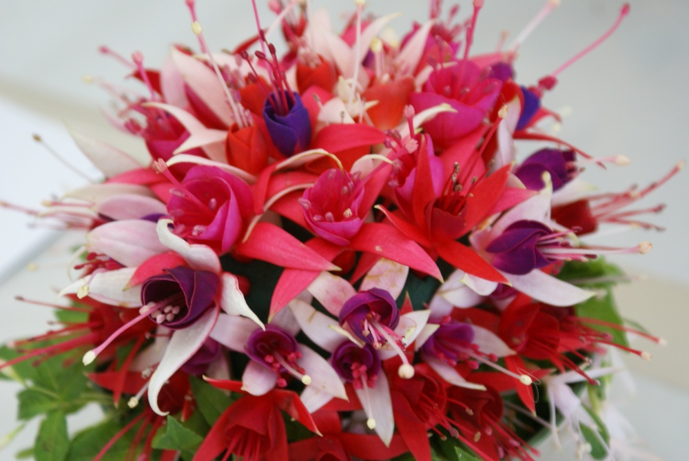 Fuchsia posy 1