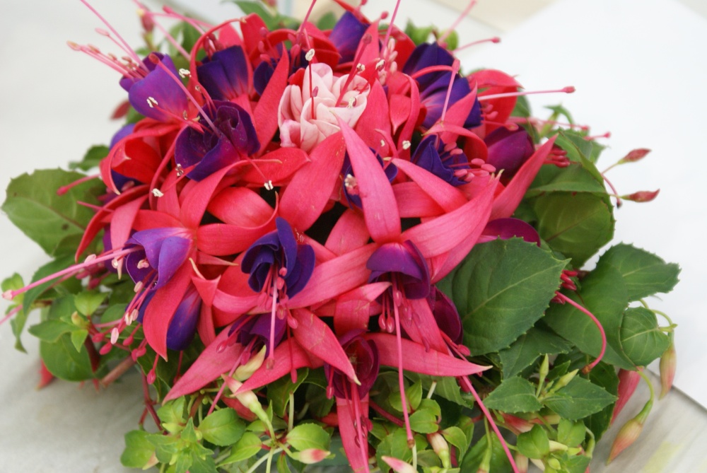 Fuchsia posy 2