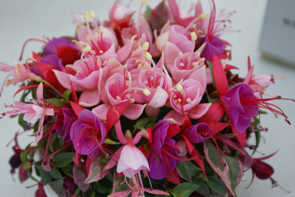 Fuchsia posy 3