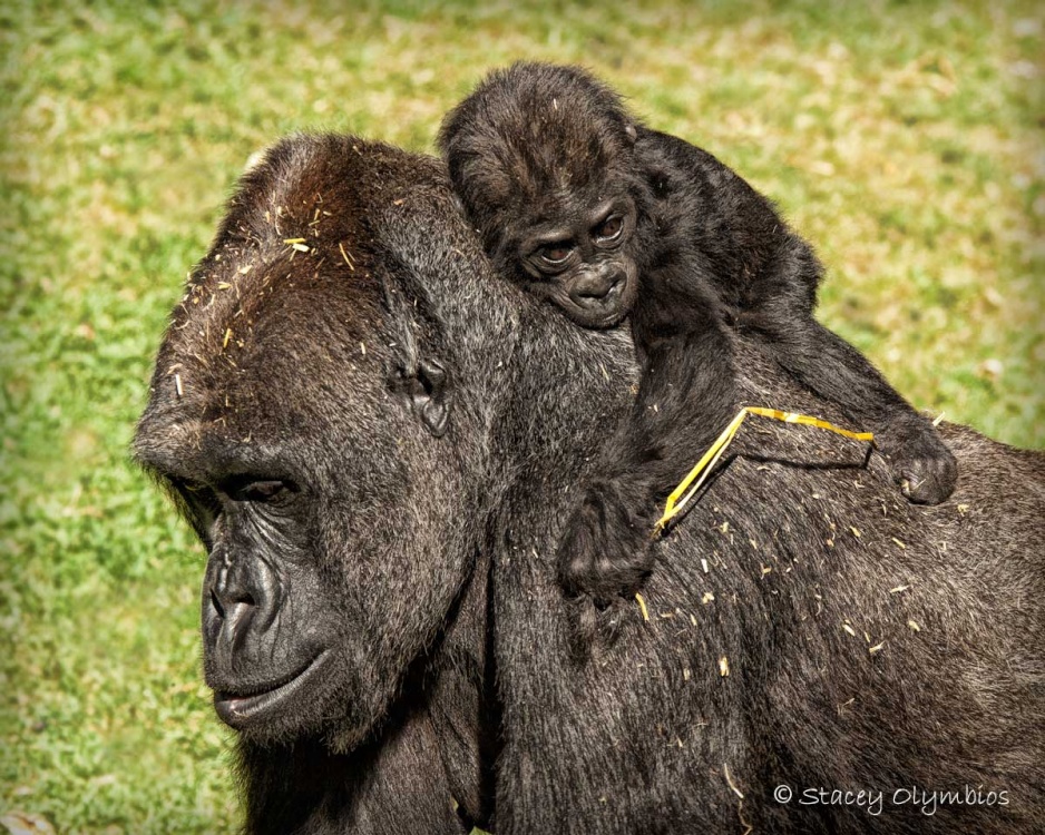 Baby Gorilla hitch`n a ride.