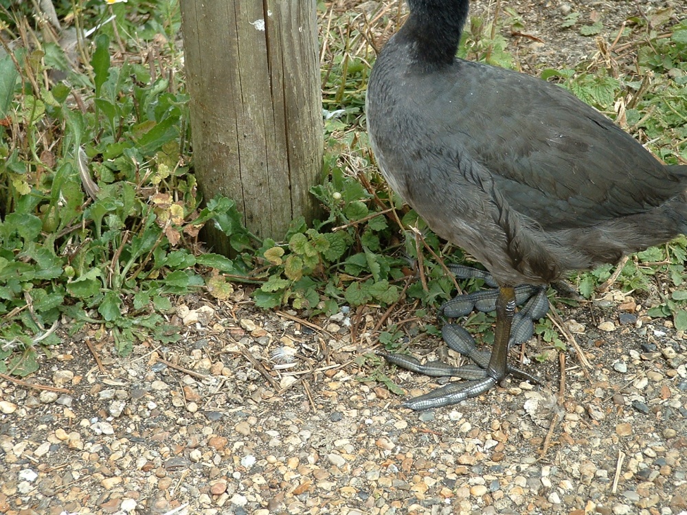 Feet first photo by Jack Matthews