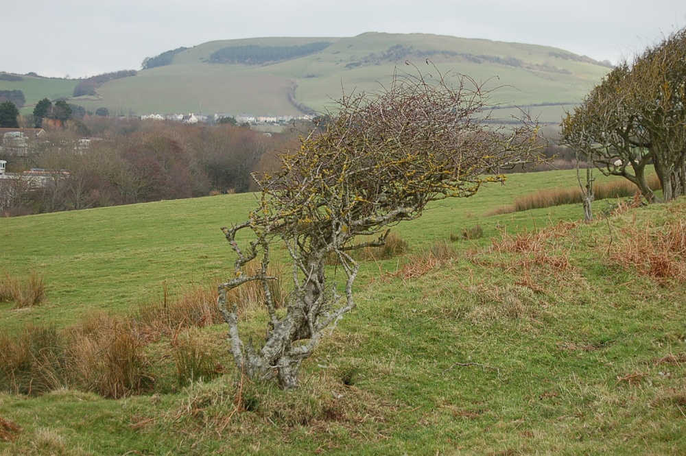 Photograph of Tree