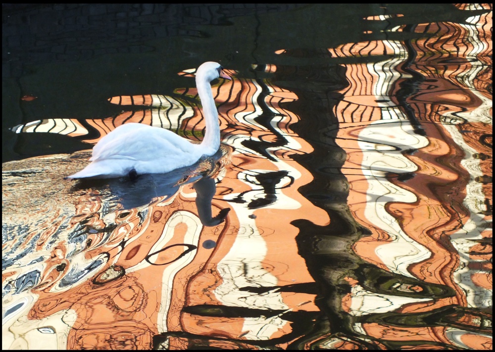 Photograph of Waterside - A Swan's View