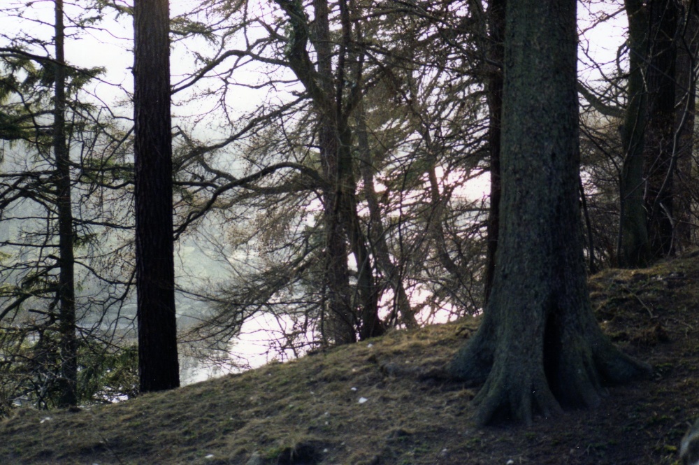 The Tees through the Trees