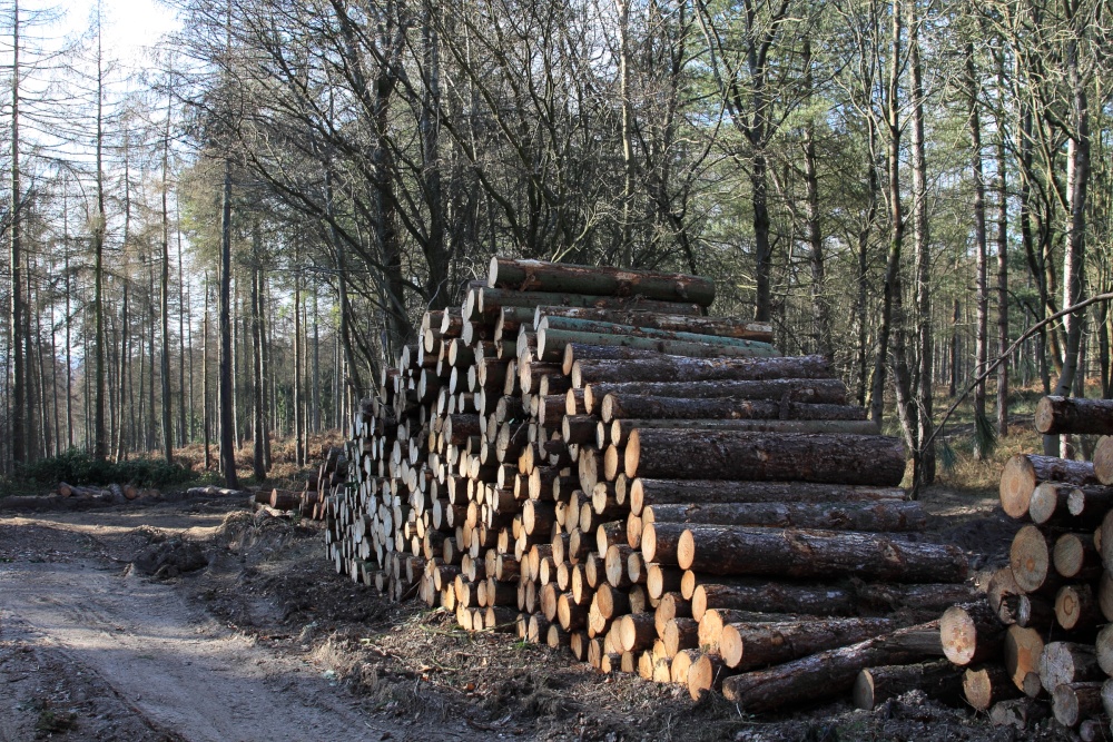 Log pile in Stonor woods