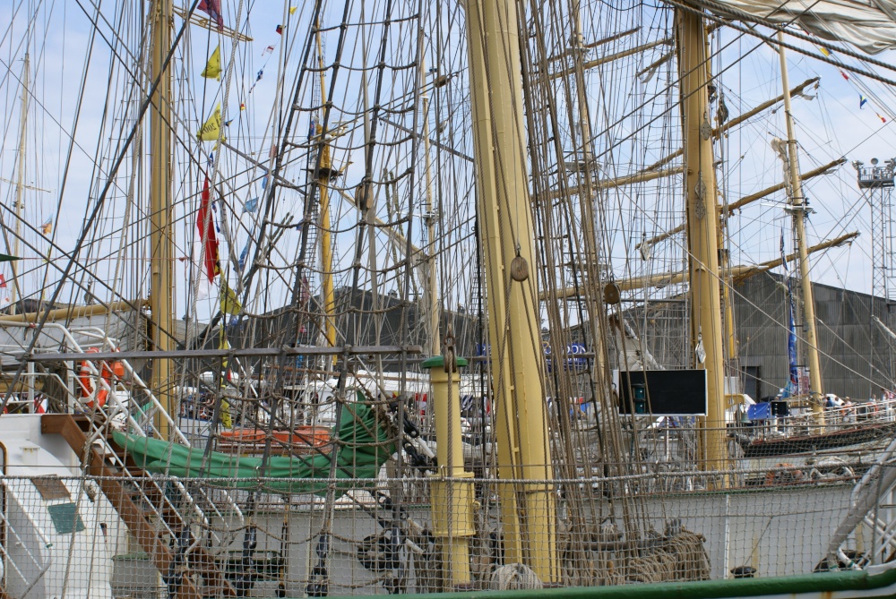 Ocean going forest at Hartlepool