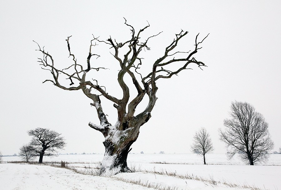 Photograph of Winter