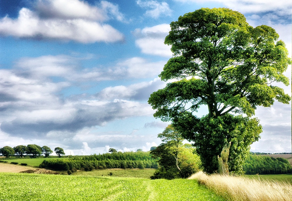 Photograph of The beauty of trees Yorkshire Wolds way.