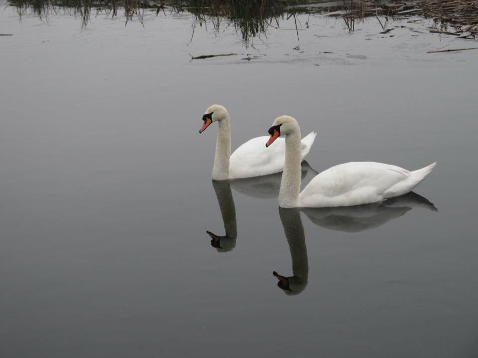 Irthlingborough Swans