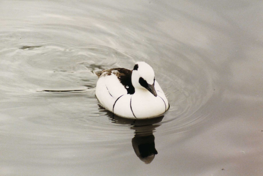 Duck with beautiful markings