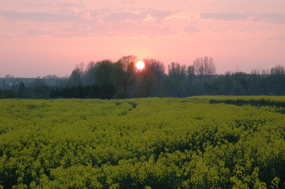 Photograph of Marshland near Hoath, Kent