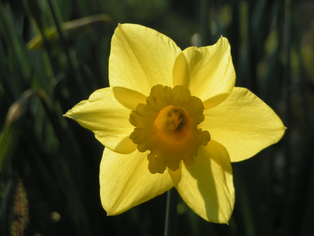 Abbey Park Daffodil, Torquay, Devon