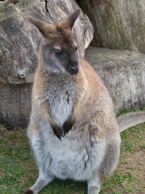 Wallaby