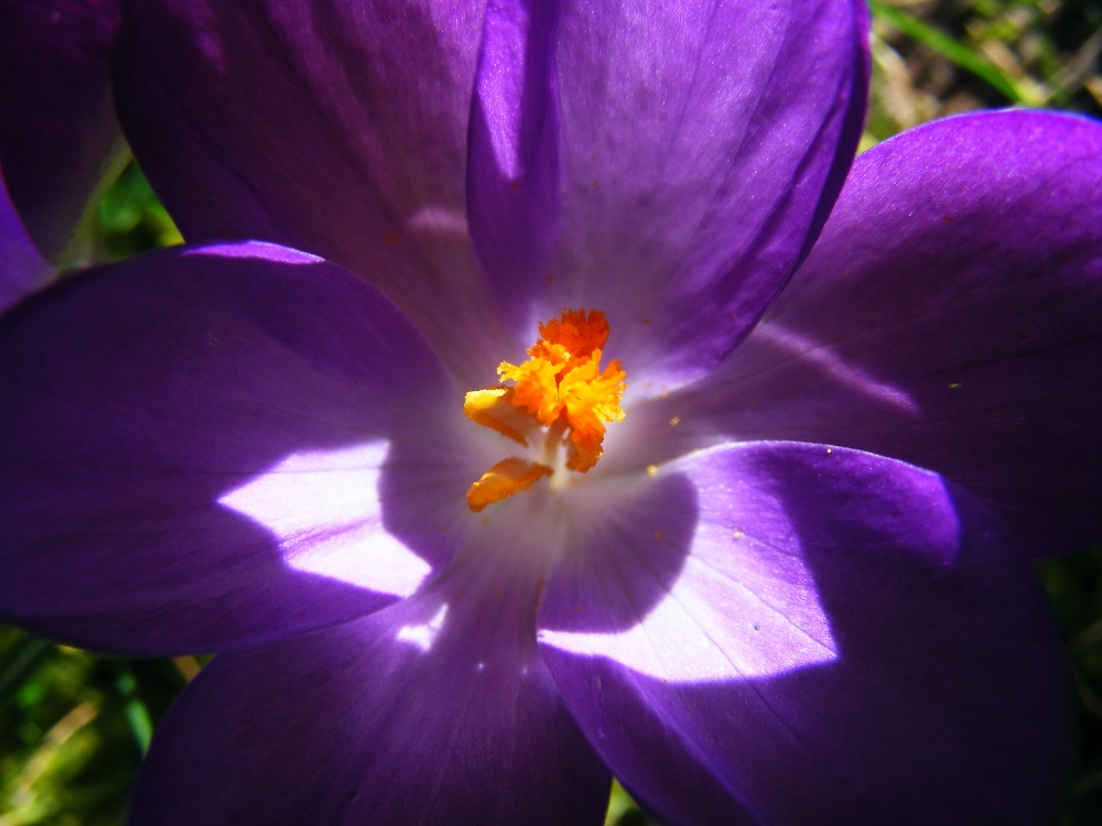 A closer look at Spring in Great Bookham