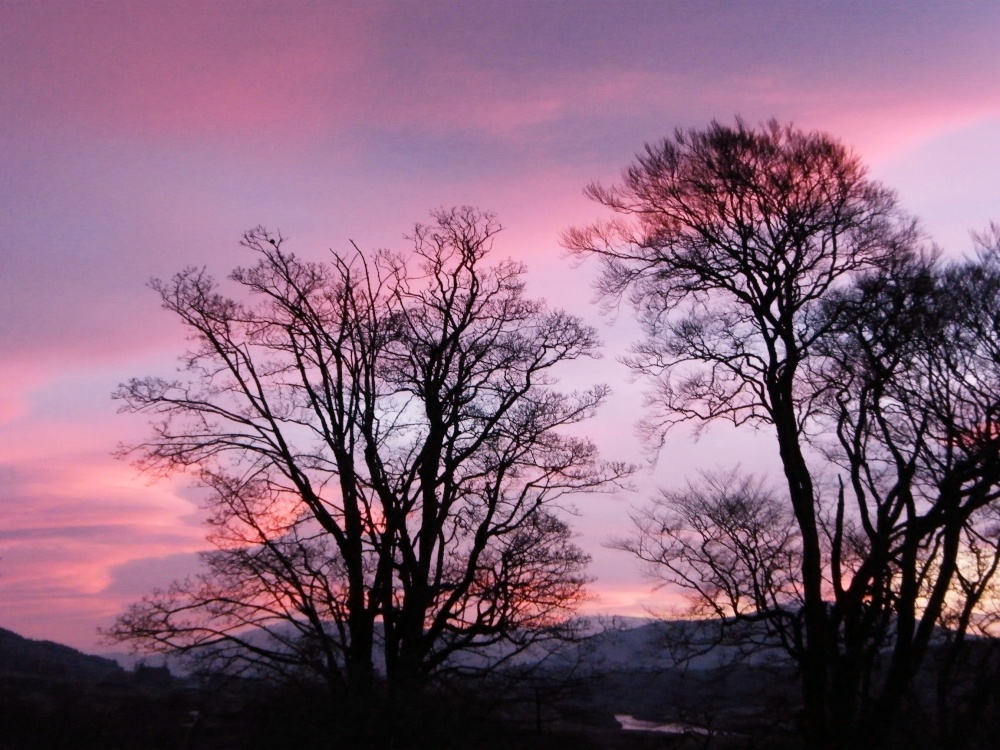 Photograph of Lavender Skies