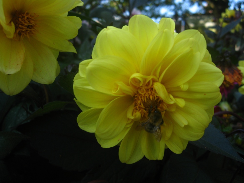 Photograph of Bathurst Park Bee