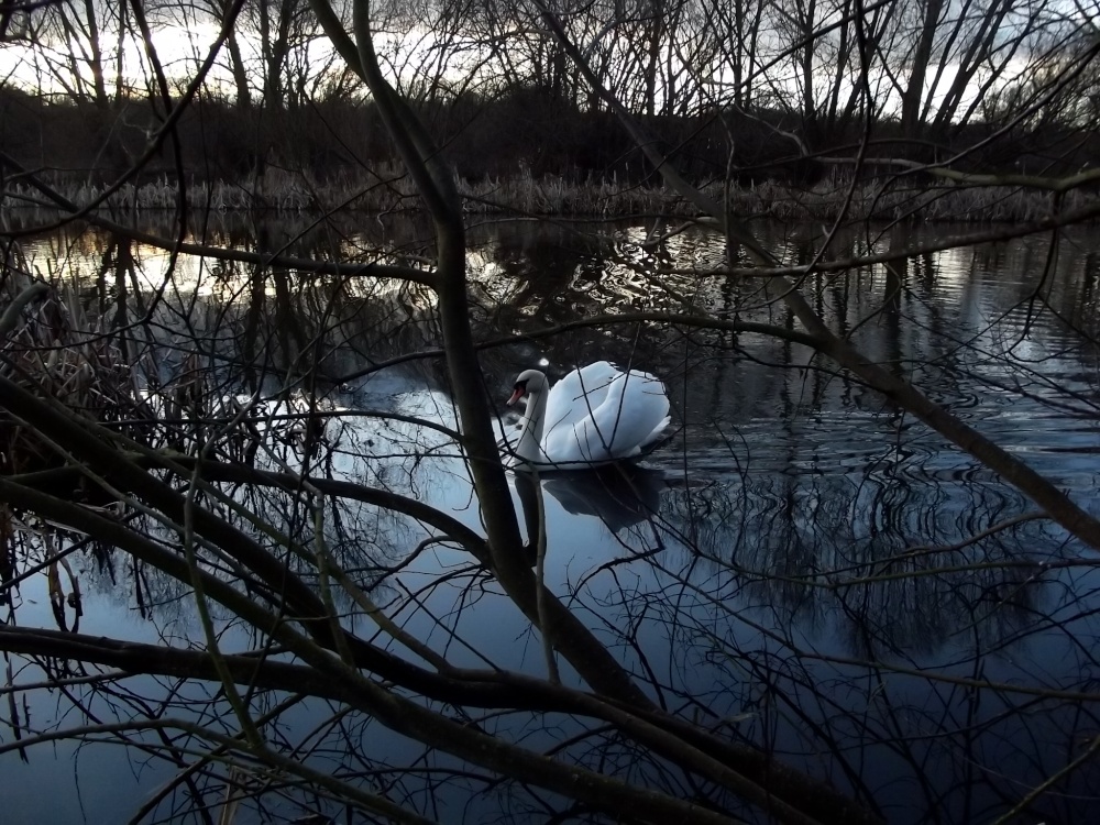 Photograph of Swan lake